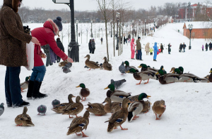 В Москве пройдут торги на содержание водоплавающей птицы в музее-заповеднике «Царицыно»