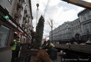 Озеленение столичных улиц с помощью деревьев в кадках на Тверской 