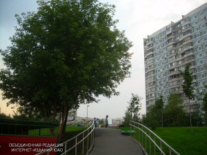 Деревья в районе Орехово-Борисово Южное
