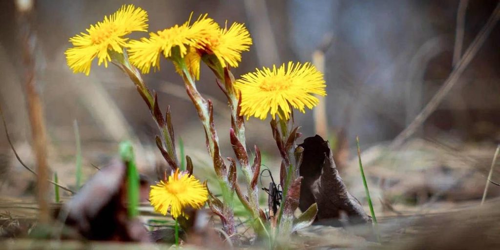 В Москве зацвели мать-и-мачеха и другие весенние растения. Фото: пресс-служба Департамента природопользования и охраны окружающей среды города Москвы
