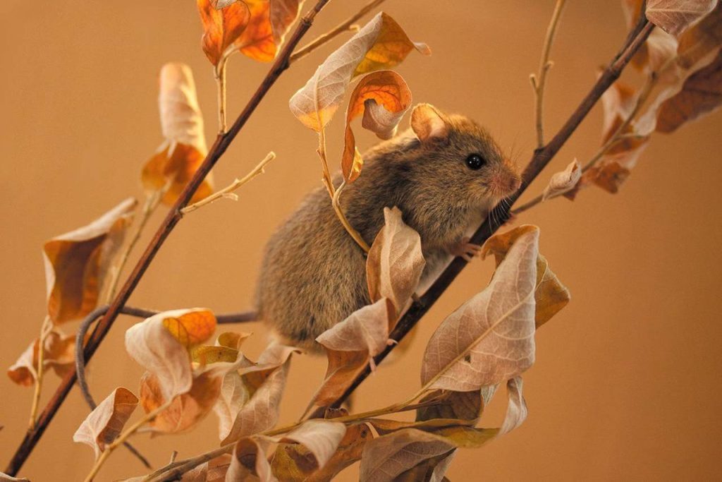 Мелких представителей фауны различных пород заметили в четырех парках ЮАО. Фото: сайт мэра Москвы