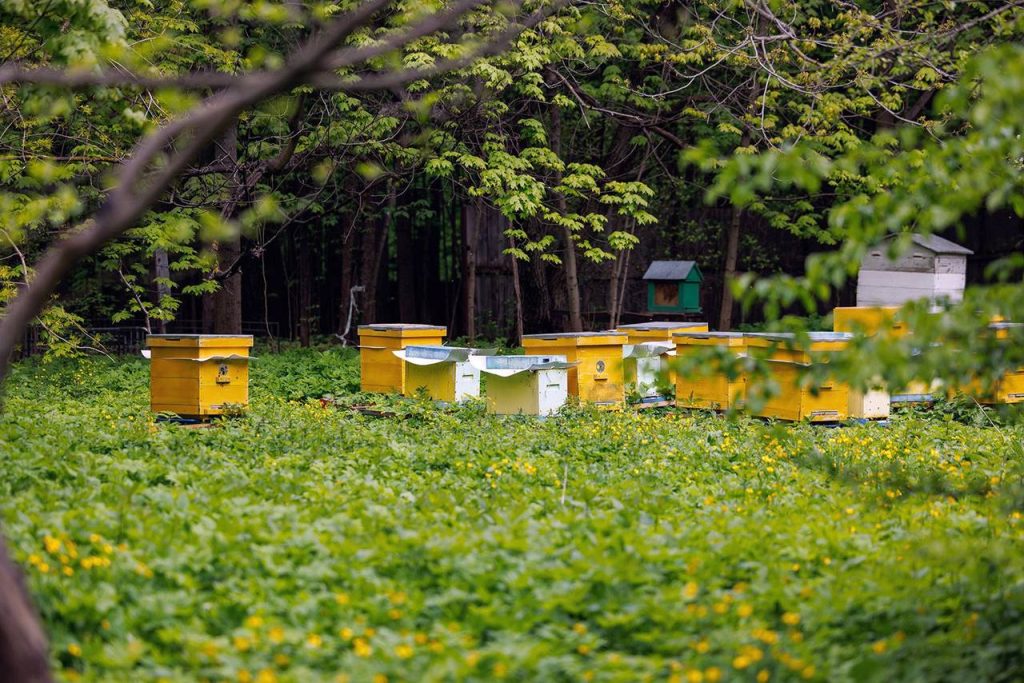 Сейчас там живут те насекомые, которые пережили зиму, но совсем скоро их сменят молодые пчелы, которые сейчас только учатся ориентироваться в пространстве. Фото: пресс-служба Департамента природопользования и охраны окружающей среды города Москвы