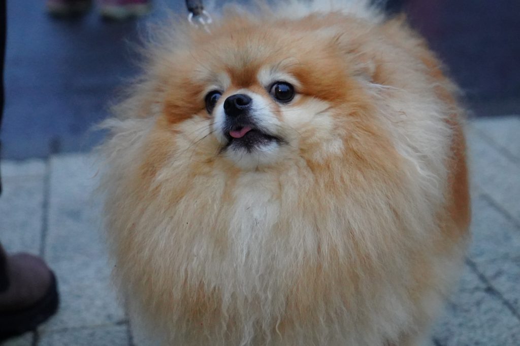 Бесплатная вакцинация домашних животный пройдет в Орехове-Борисове Южном. Фото: Анна Быкова, «Вечерняя Москва»