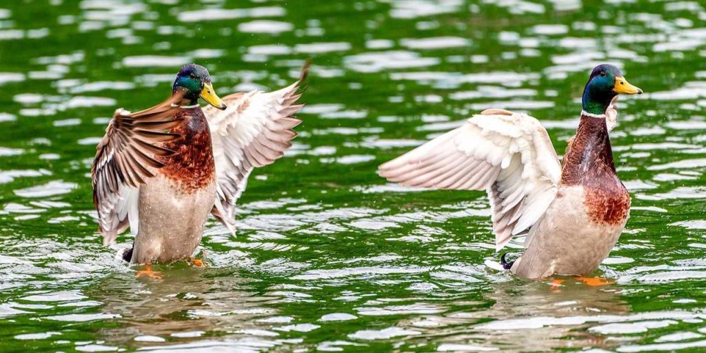 На водоемах столичных парков создают специальные условия для птиц. Фото: сайт мэра Москвы