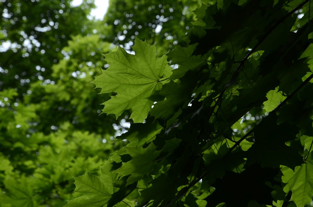 Викторина по экологии пройдет в парке «Долина реки Шмелевки». Фото: Анна Быкова, «Вечерняя Москва» 
