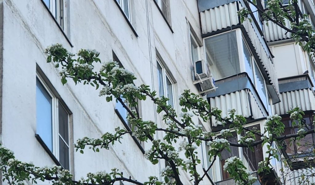 Плановый обход территорий с главой управы пройдет в Орехове-Борисове Южном. Фото: Алина Моисеенко, «Вечерняя Москва»