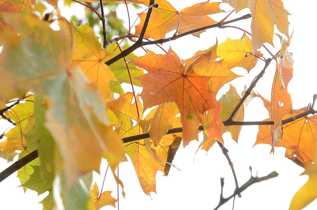 Мероприятия о природе пройдут в Экоцентре «Южный». Фото: Анна Быкова, «Вечерняя Москва»