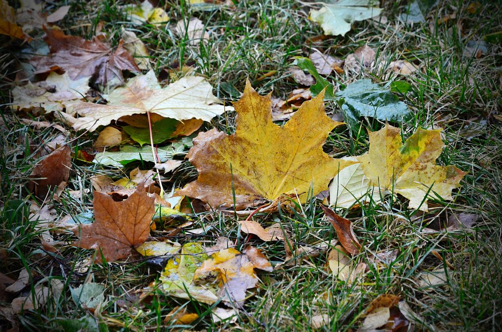 Сотрудники Экоцентра «Южный» проведут тематические занятия. Фото: Анна Быкова, «Вечерняя Москва»