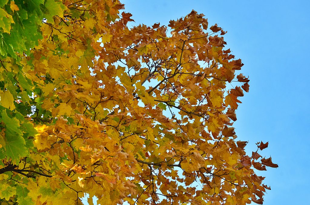 Творческие мероприятия организуют в Экоцентре «Южный». Фото: Анна Быкова, «Вечерняя Москва»