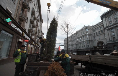 «Активные граждане» поддержали идею появления на столичных улицах деревьев в кадках