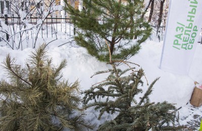 Собранные елки во время акции в 2016 году