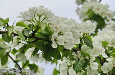 Цветы в районе Орехово-Борисово Южное