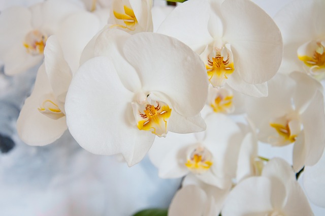 орхидеи, растительный образ «воображаемого востока», пиксабай