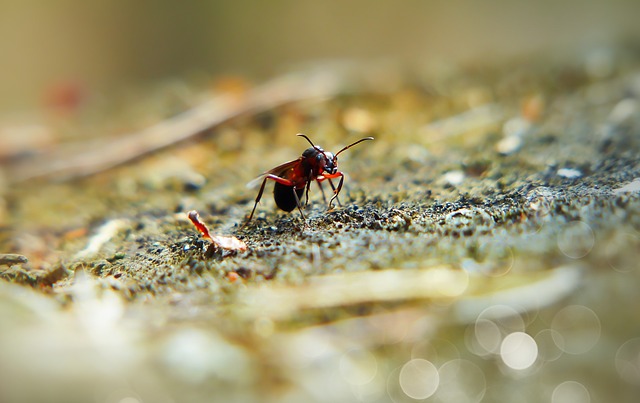 красный муравей, пиксабай