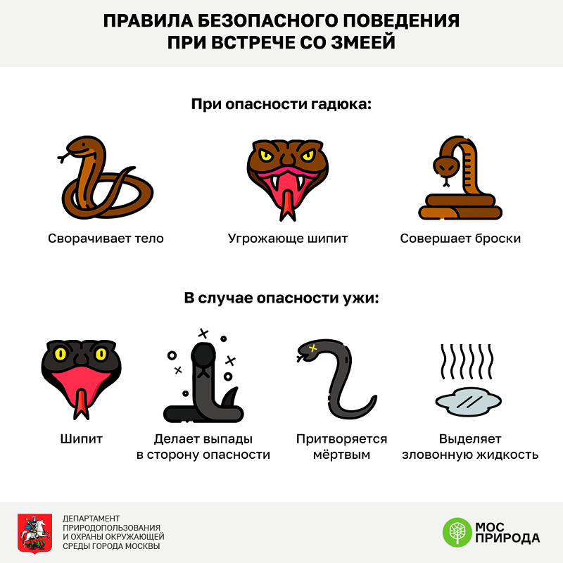 Знак осторожно змеи картинка