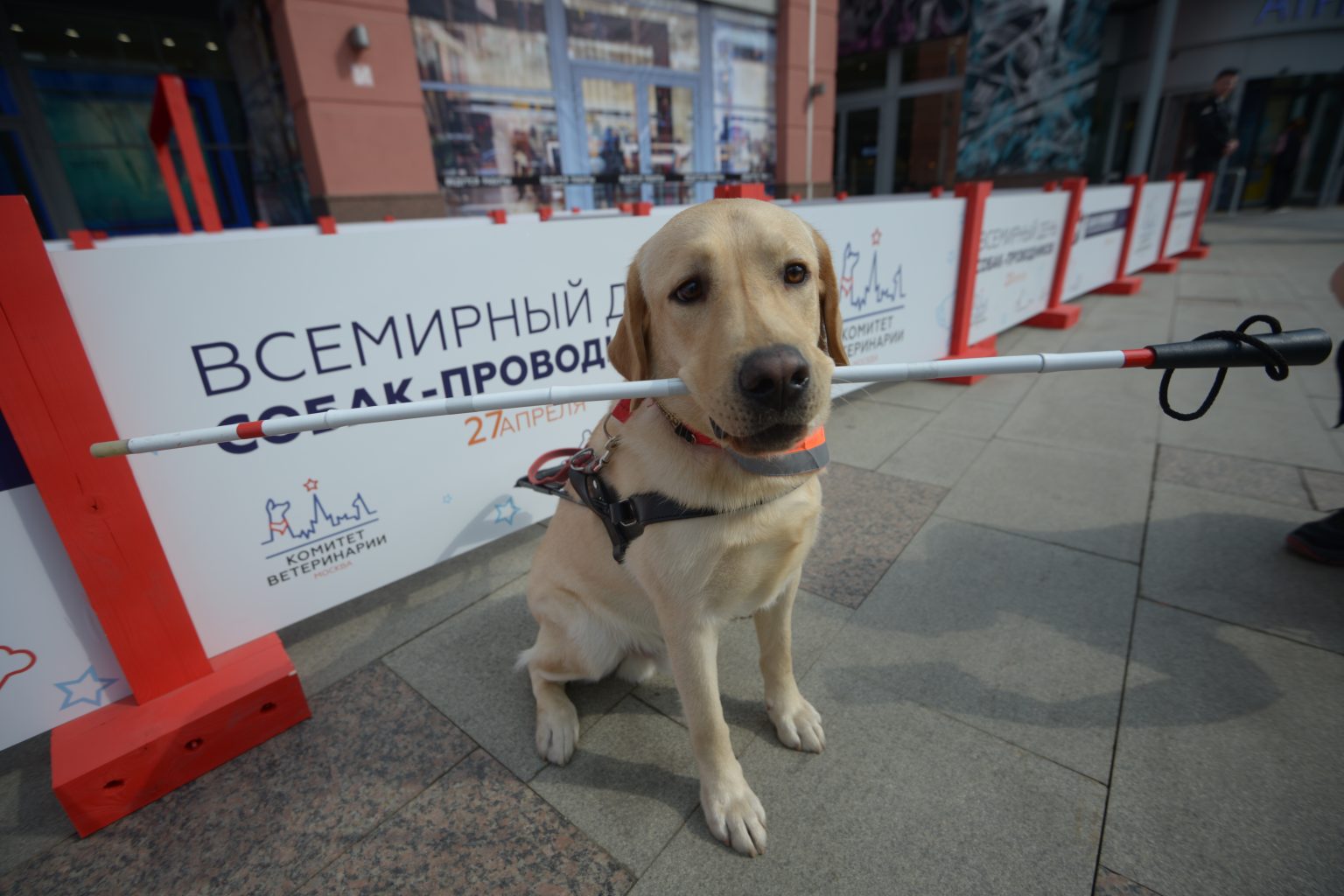 Международный день собак поводырей. Всемирный день собак поводырей. Подготовка собак поводырей. Школы для собак поводырей в Москве. День собак поводырей 29 января.