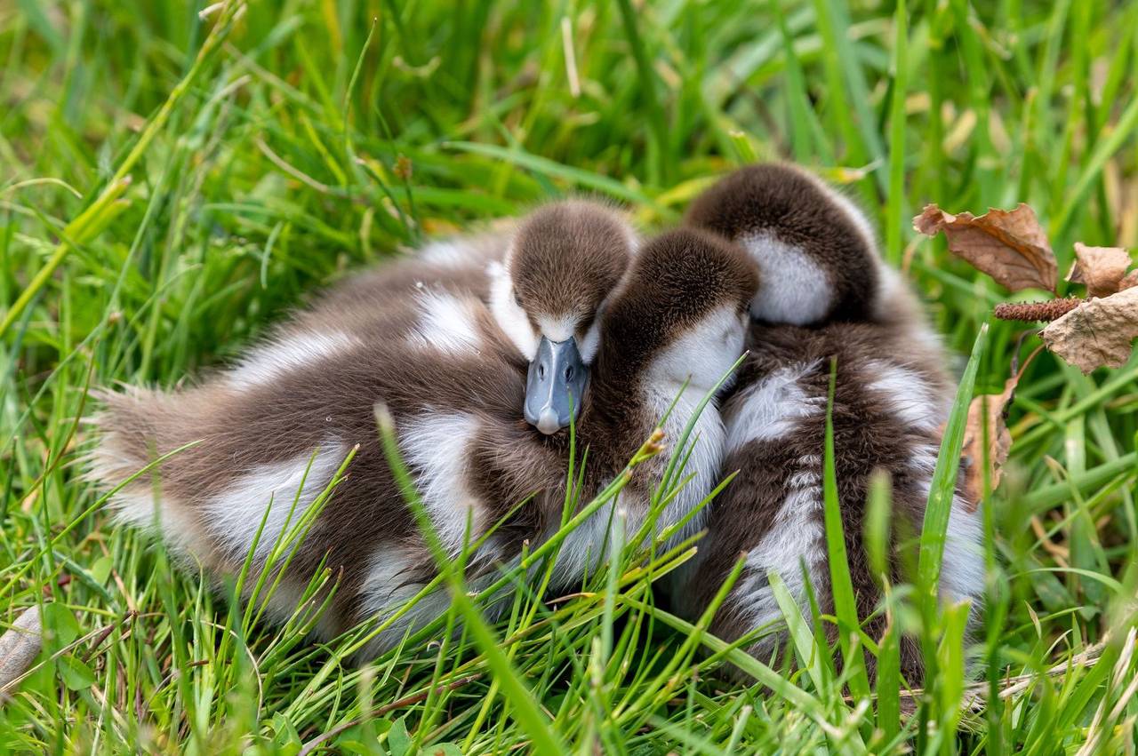 Биологи рассказали об адаптации детенышей зверей и птиц в природе. Фото: сайт мэра Москвы