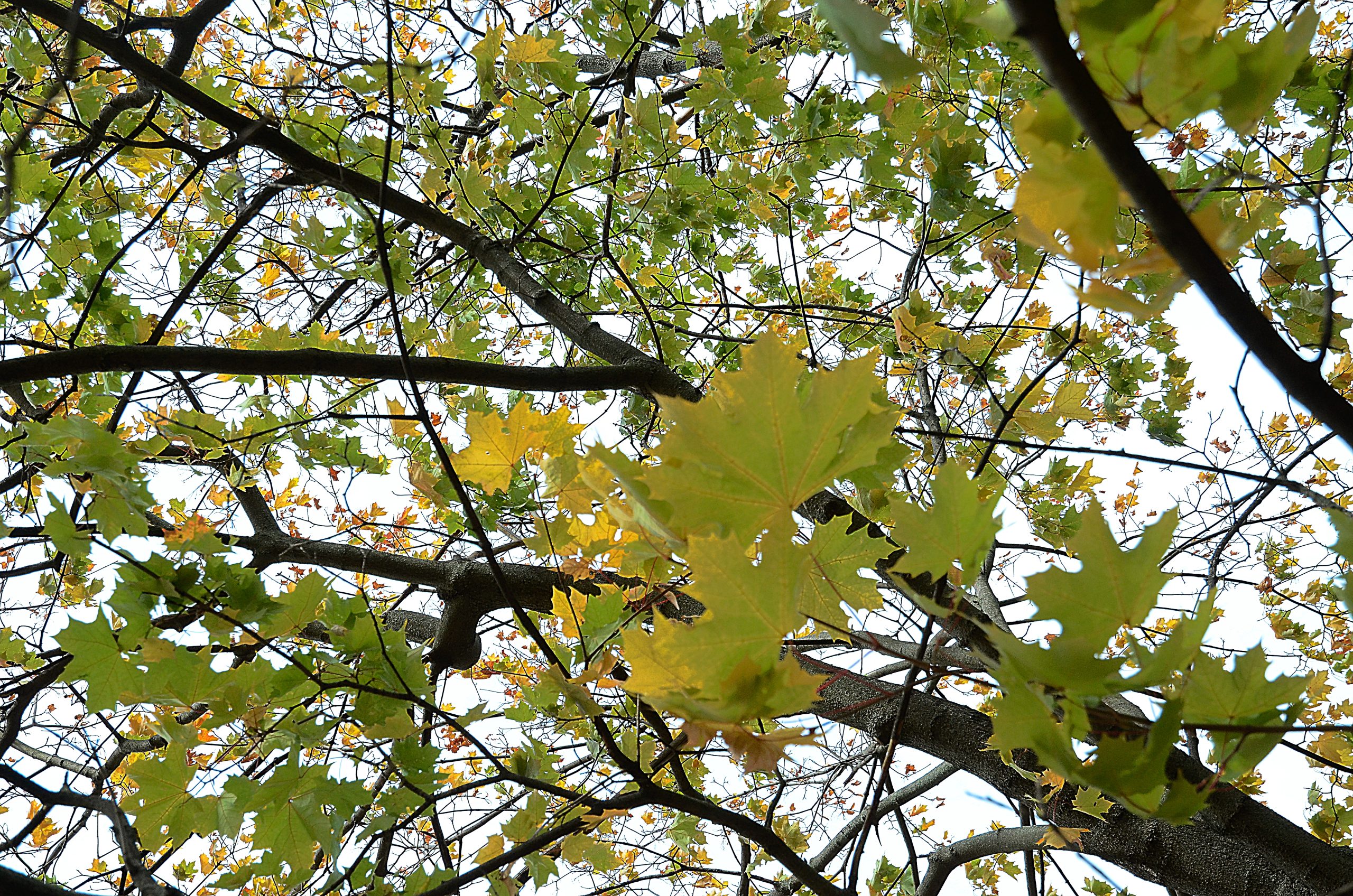 Деревья и кустарники высадят в Орехове-Борисове Южном. Фото: Анна Быкова, «Вечерняя Москва».