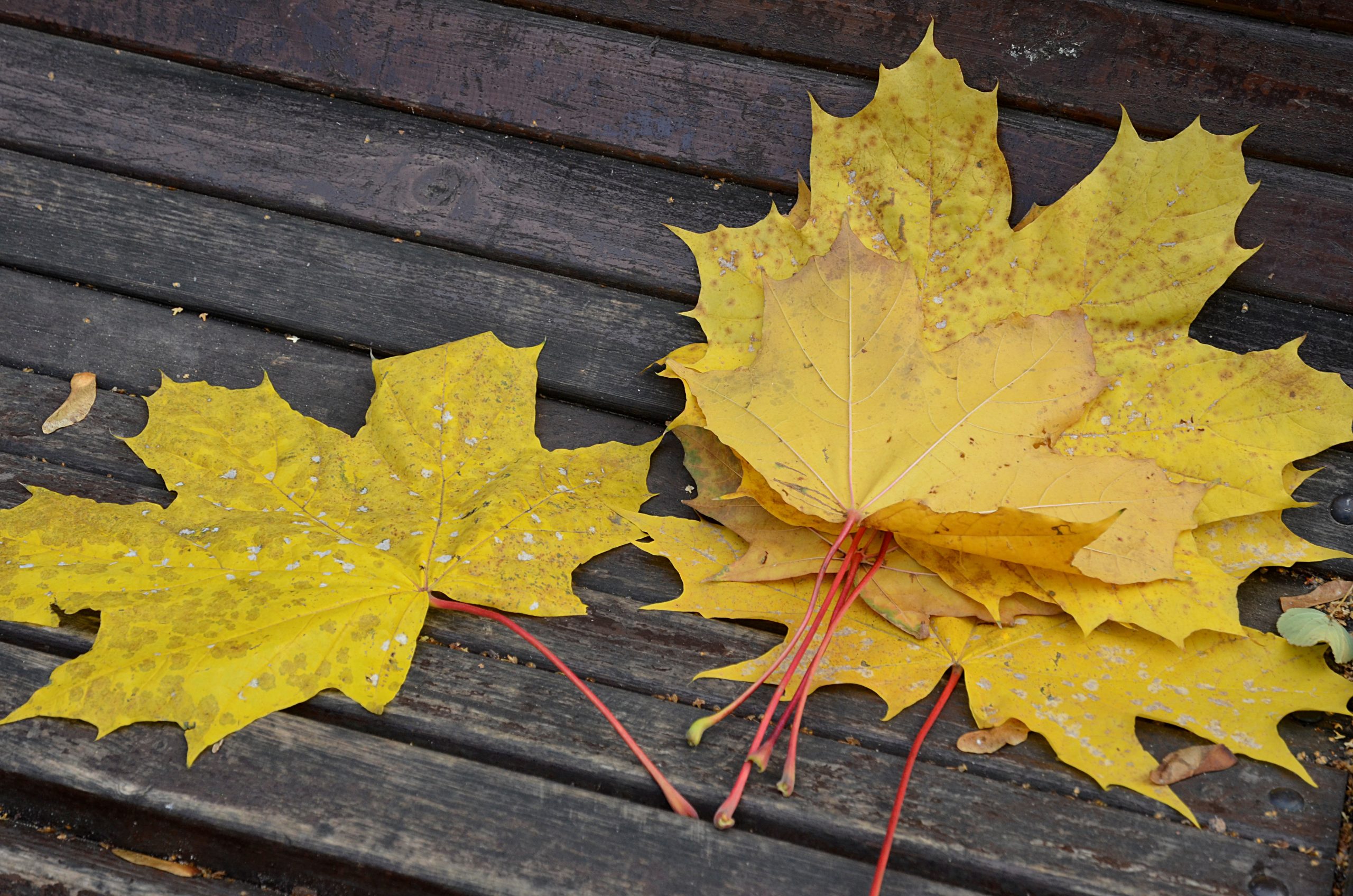 Представители Экоцентра «Южный» организуют тематические встречи. Анна Быкова, «Вечерняя Москва»